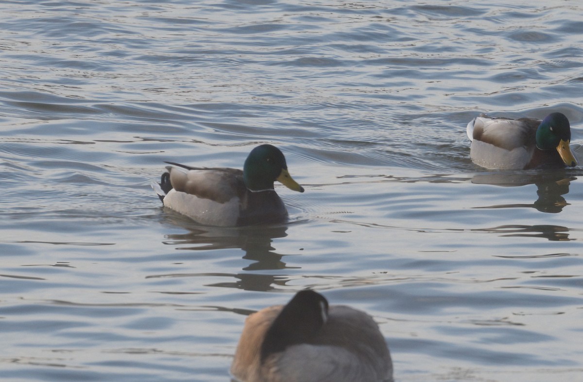 Mallard - ML631127448