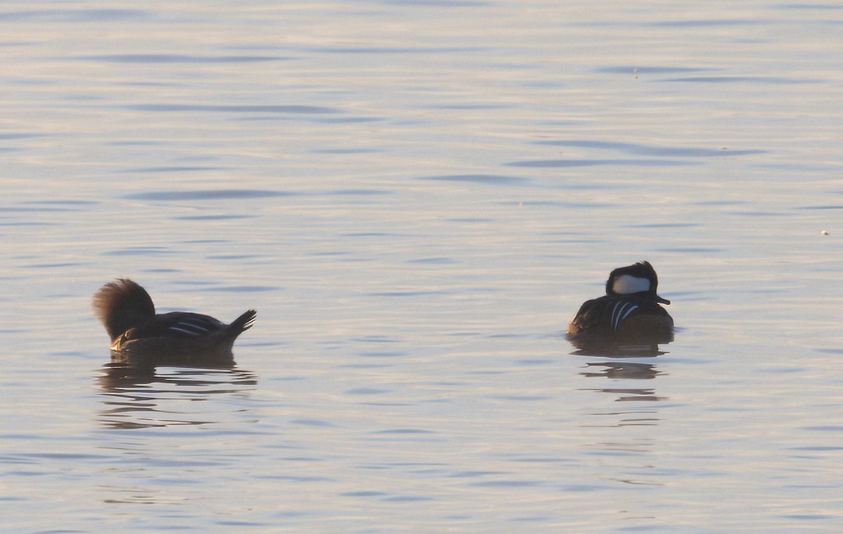 Hooded Merganser - ML631127502