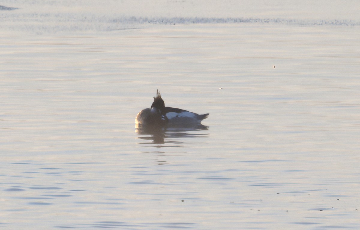 Red-breasted Merganser - ML631127533
