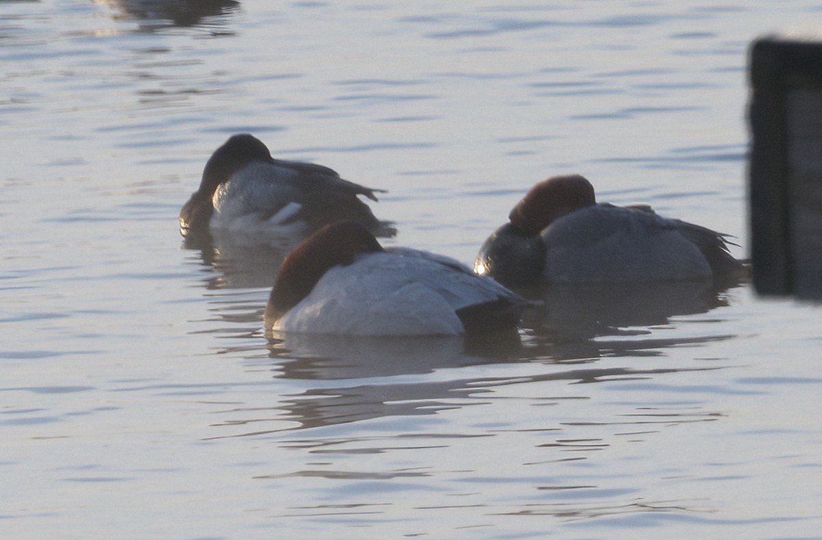 Canvasback - ML631127902