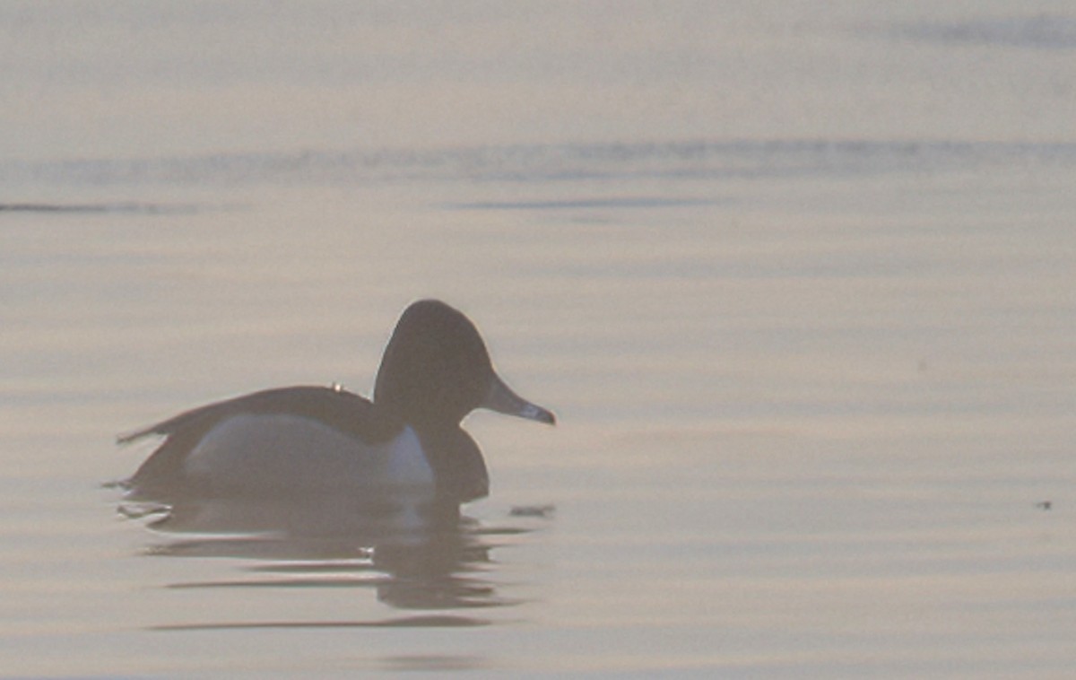 Ring-necked Duck - ML631127928