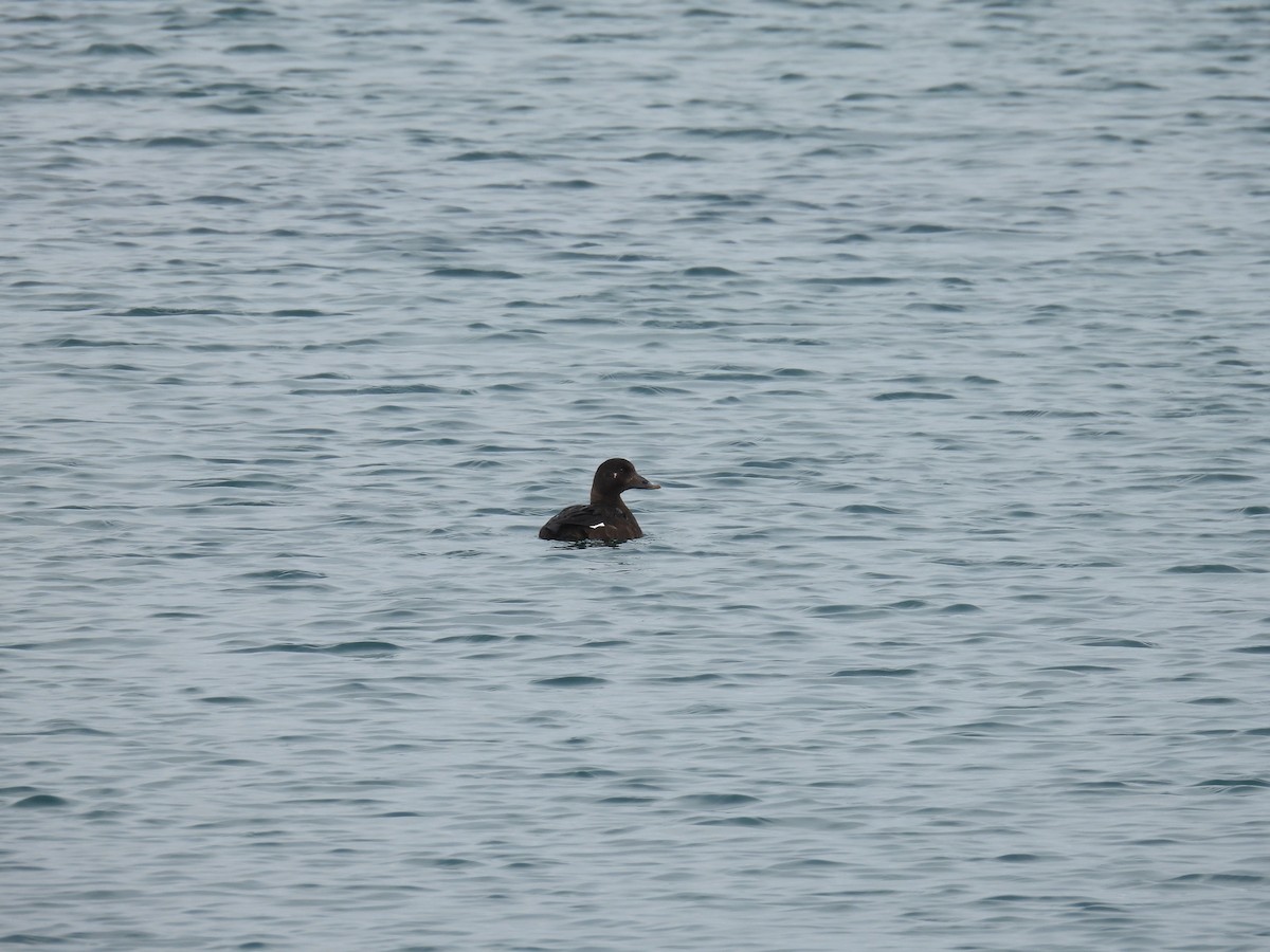 White-winged Scoter - ML631128073