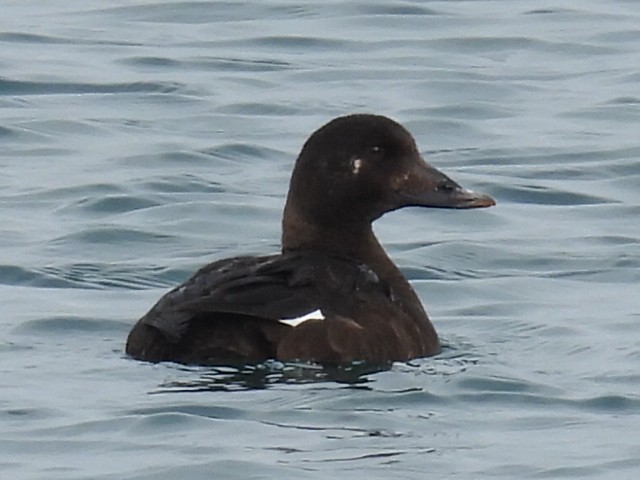 White-winged Scoter - ML631128084