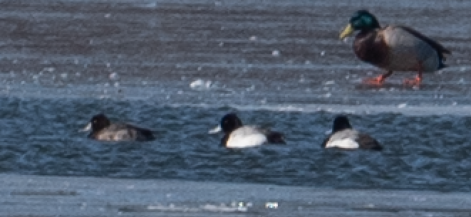 Lesser Scaup - ML631128225