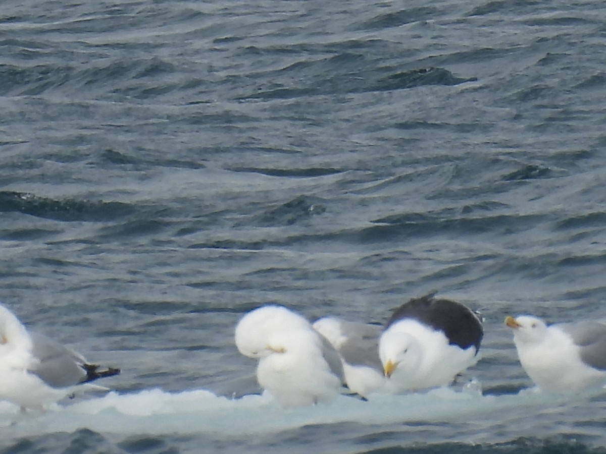 Great Black-backed Gull - ML631128265