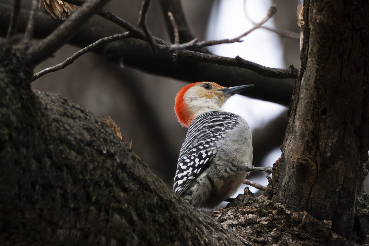 Red-bellied Woodpecker - ML631128447