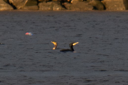 Great Cormorant - ML631128516