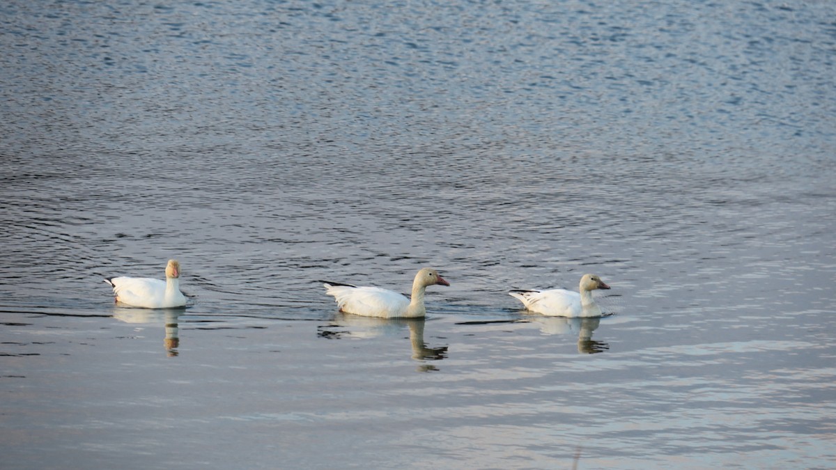 Snow Goose - ML631128937