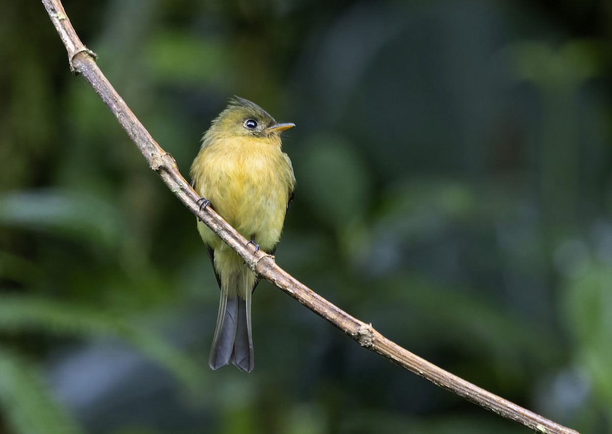 Tufted Flycatcher - ML631128952