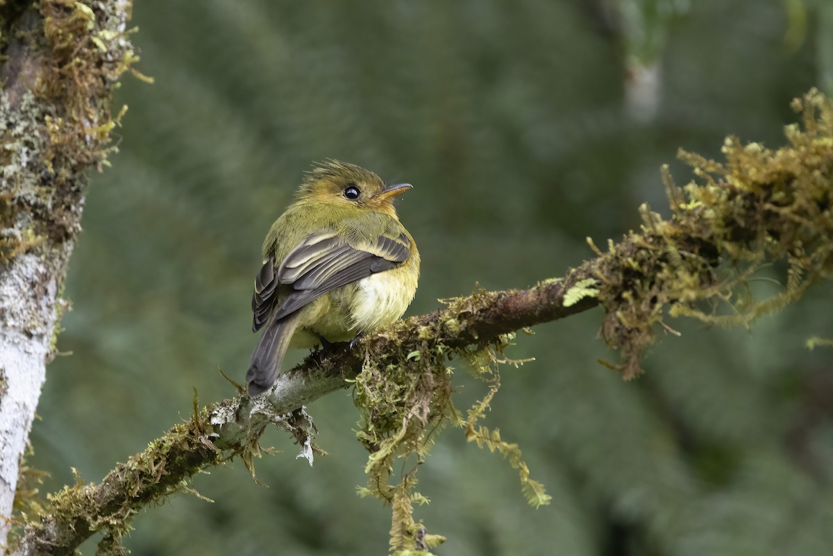 Tufted Flycatcher - ML631128953