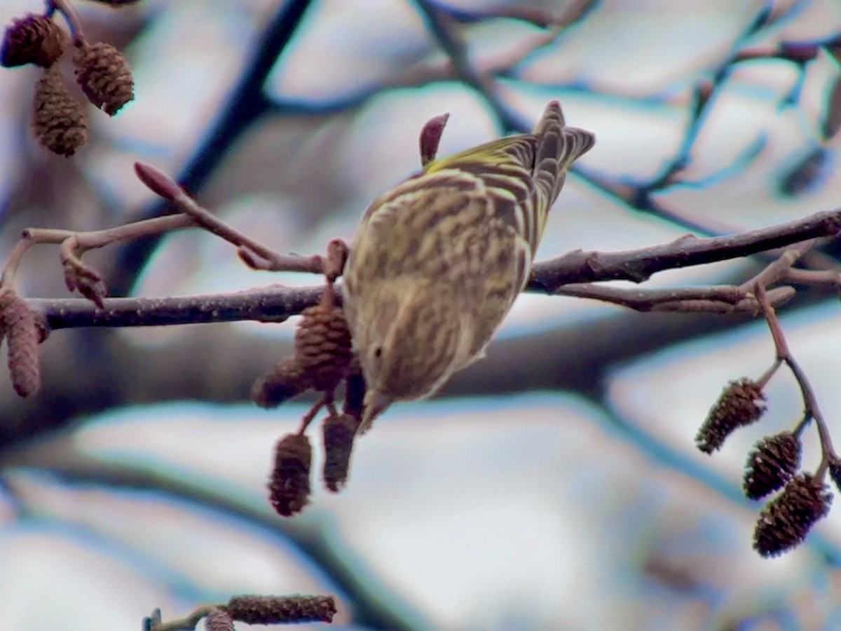 Pine Siskin - ML631128970