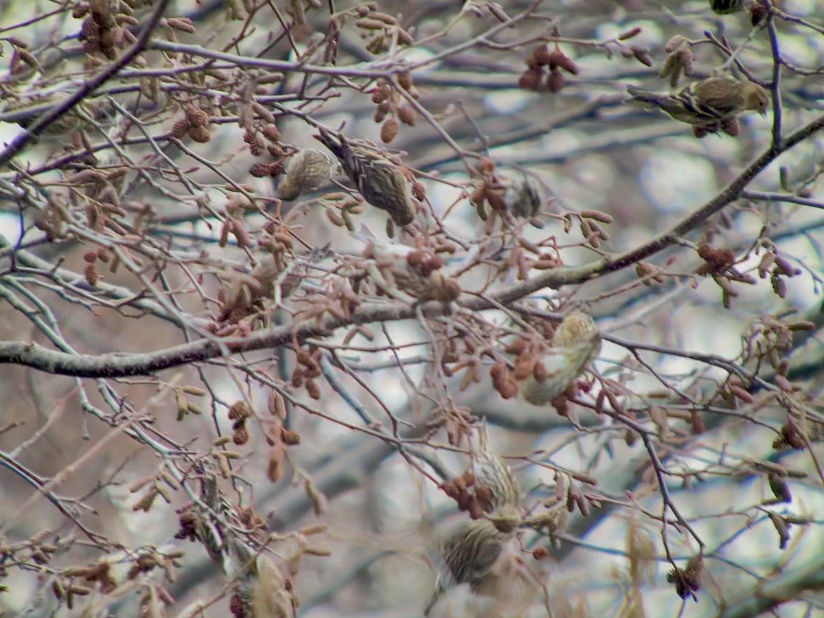 Pine Siskin - ML631128971