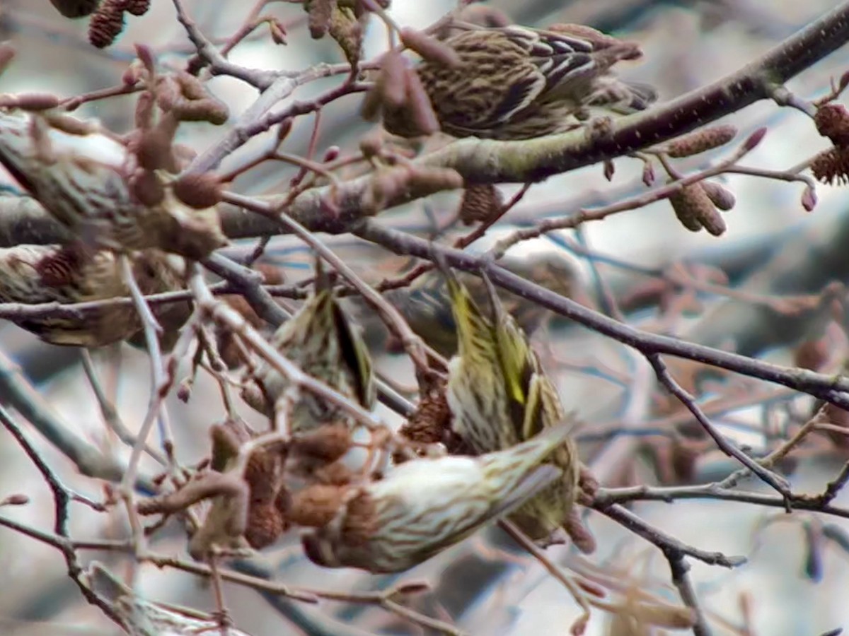 Pine Siskin - ML631128972