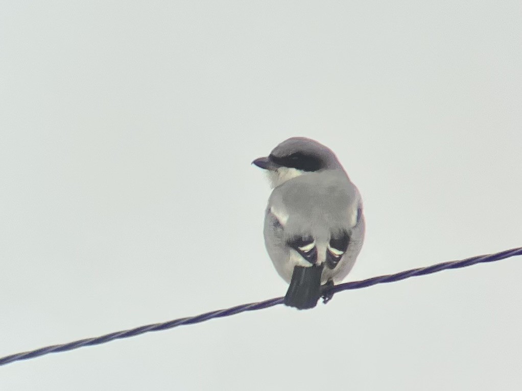 ťuhýk americký - ML631129139