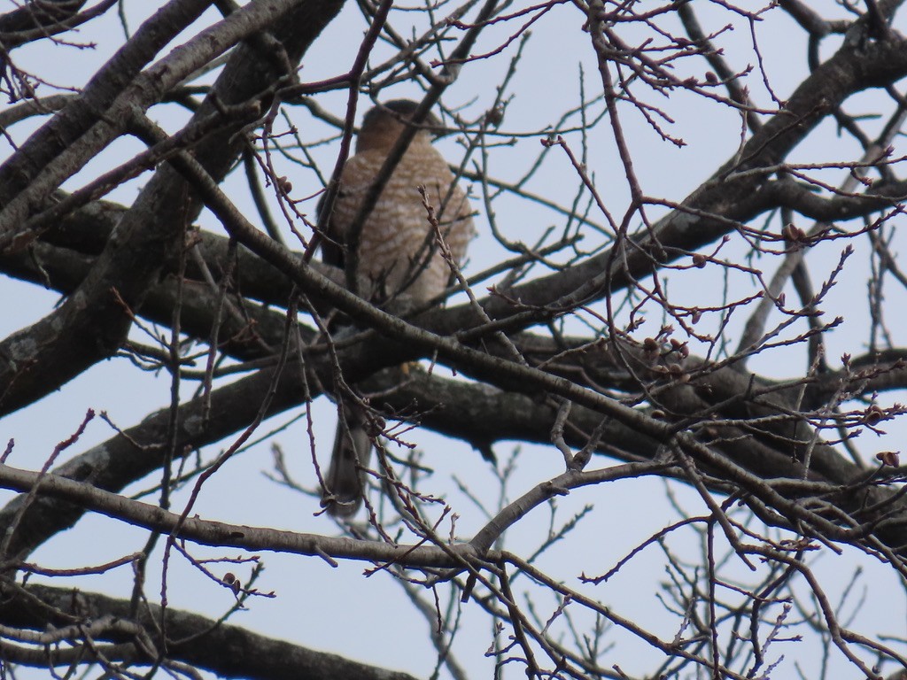 Cooper's Hawk - ML631129296