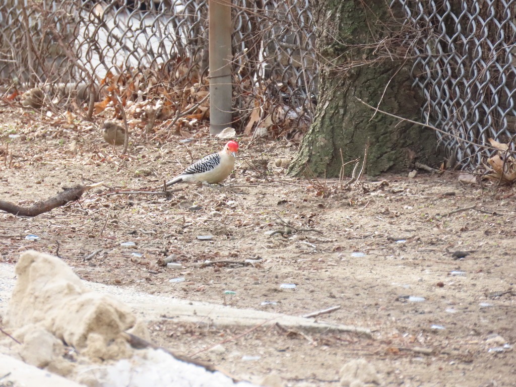 Red-bellied Woodpecker - ML631129307
