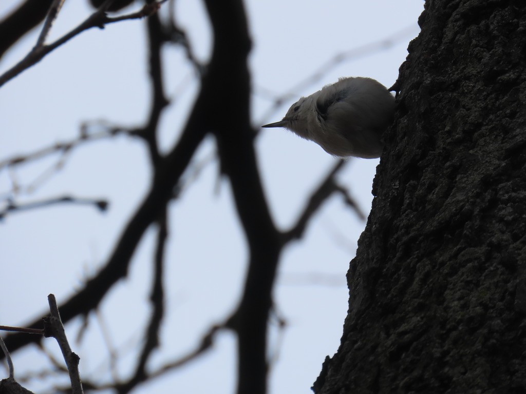 White-breasted Nuthatch (Eastern) - ML631129316