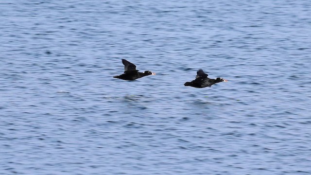 Surf Scoter - ML631129318