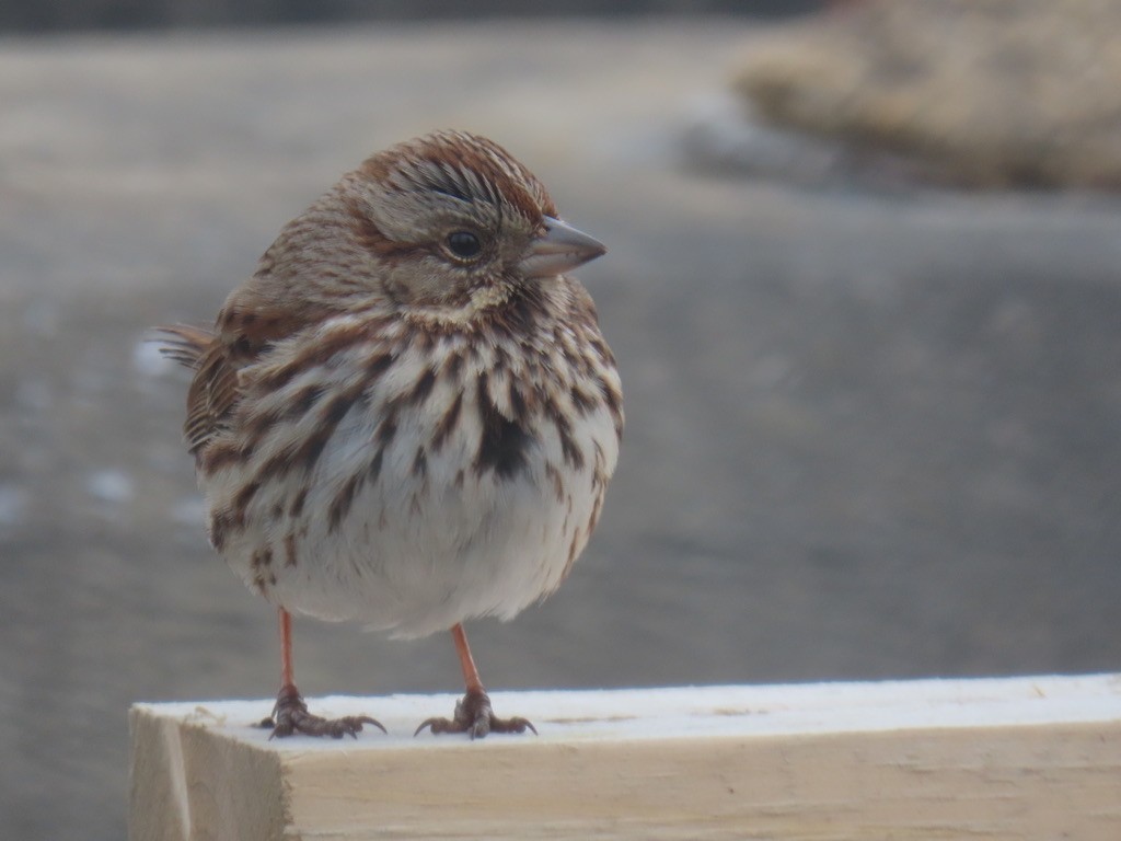 Song Sparrow - ML631129333