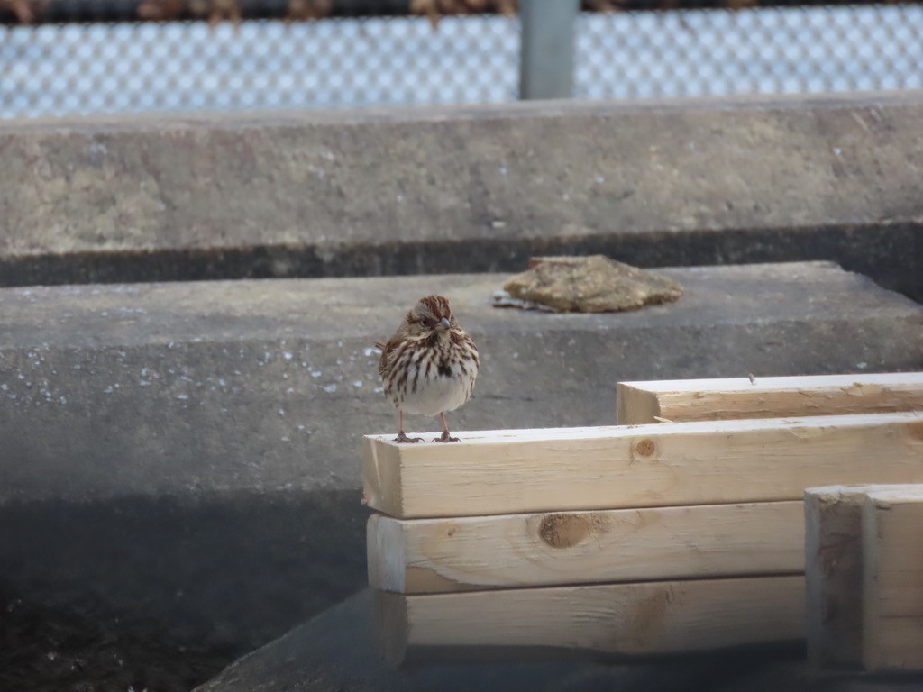 Song Sparrow - ML631129336