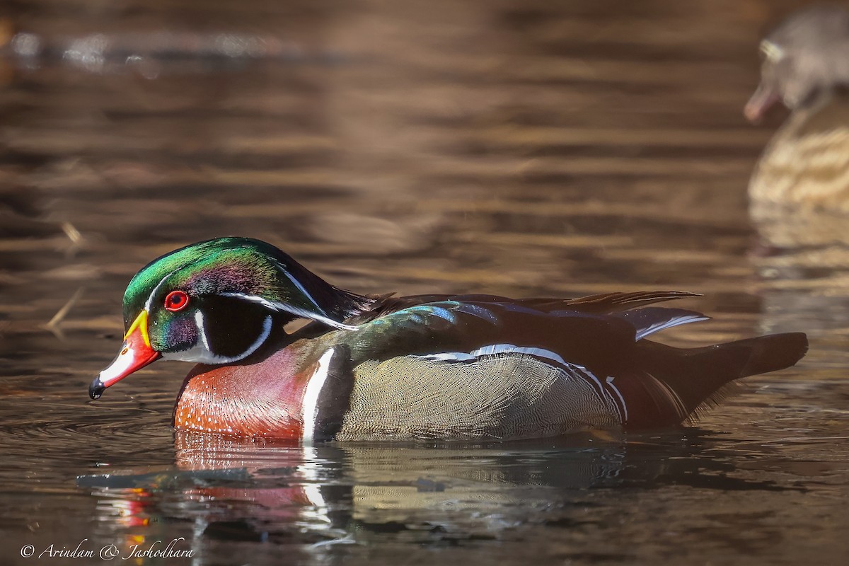 kachnička karolínská - ML631129338