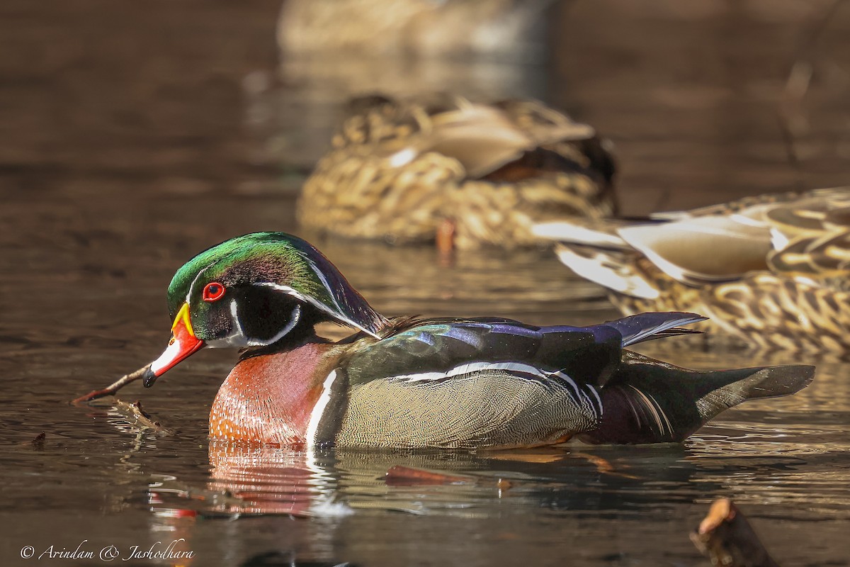 kachnička karolínská - ML631129339