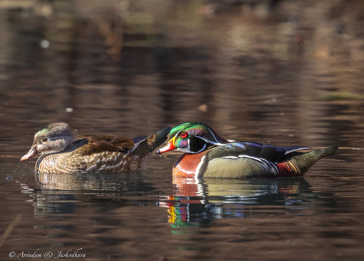kachnička karolínská - ML631129340