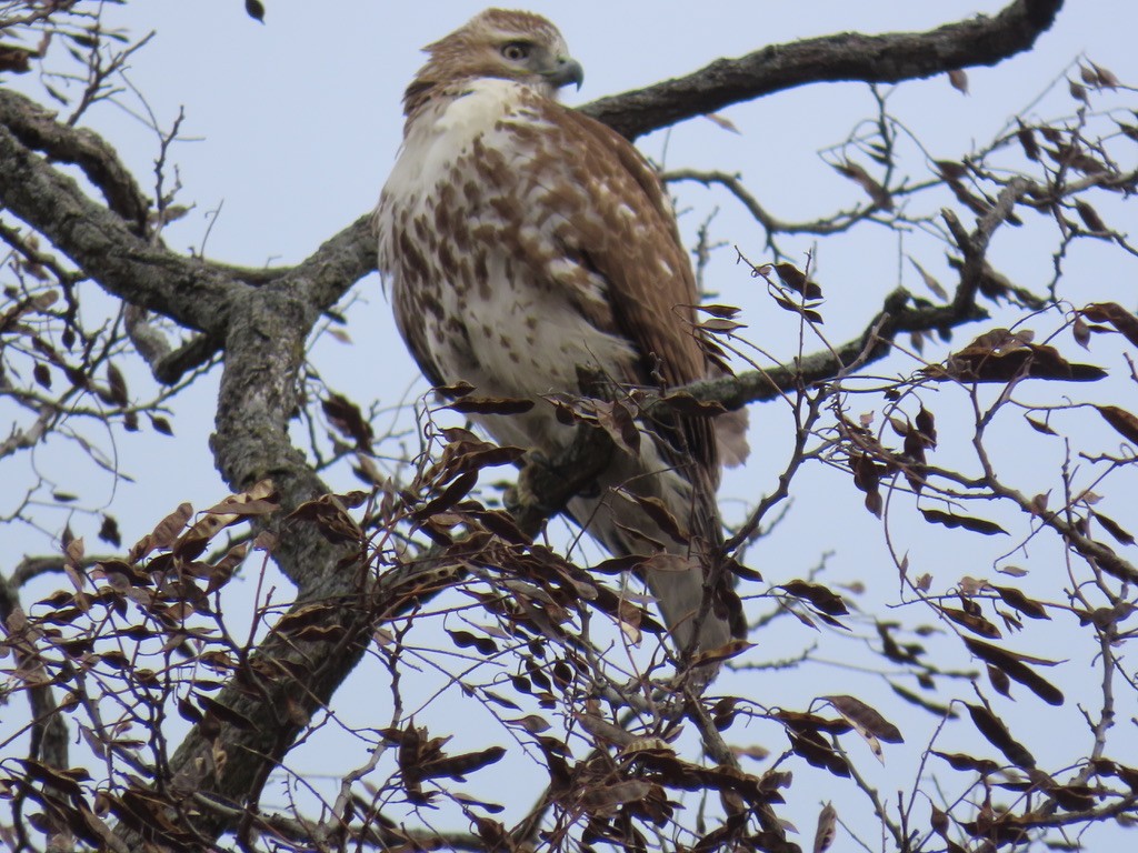 Red-tailed Hawk - ML631129344