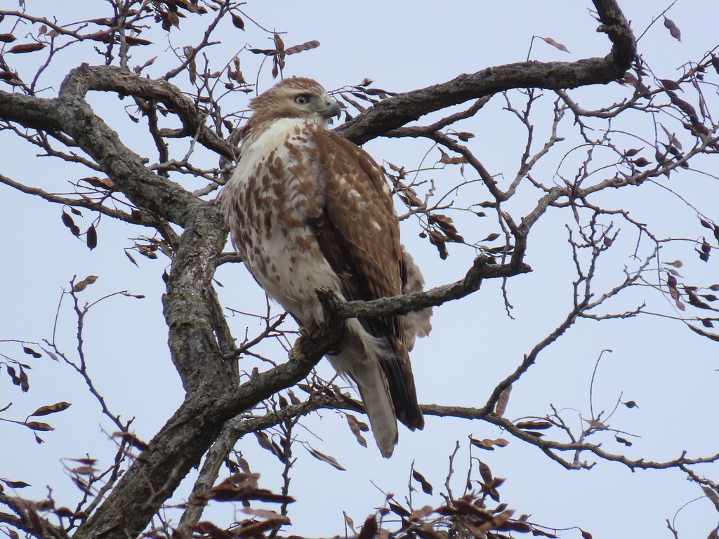 Red-tailed Hawk - ML631129374