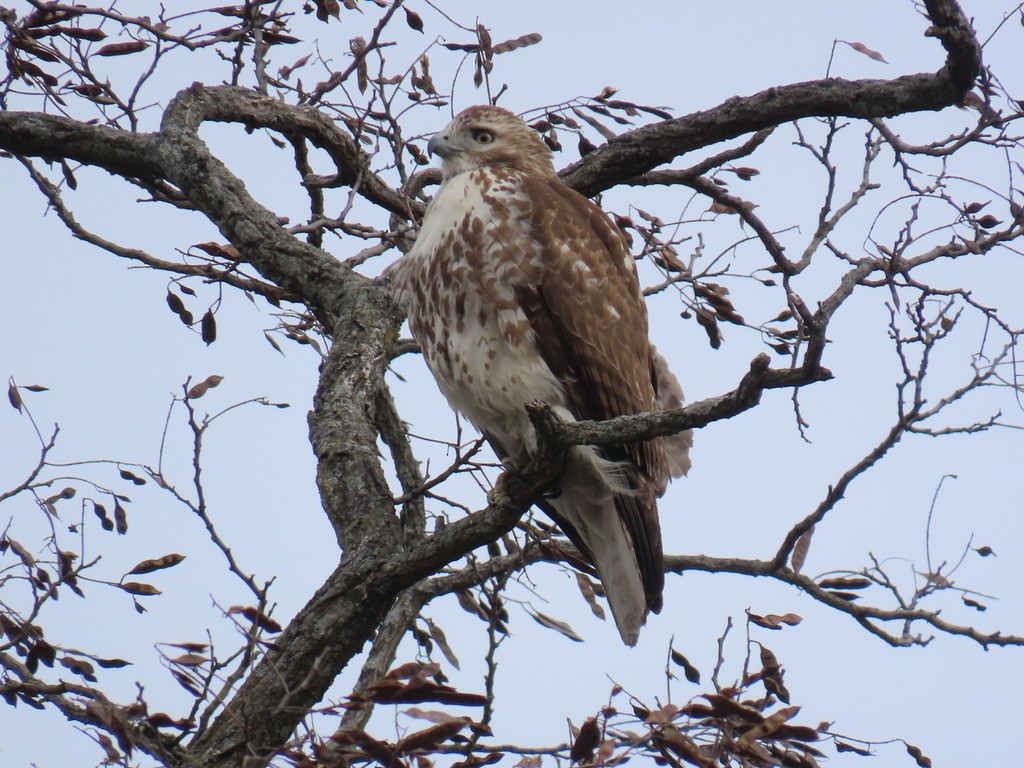 Red-tailed Hawk - ML631129385