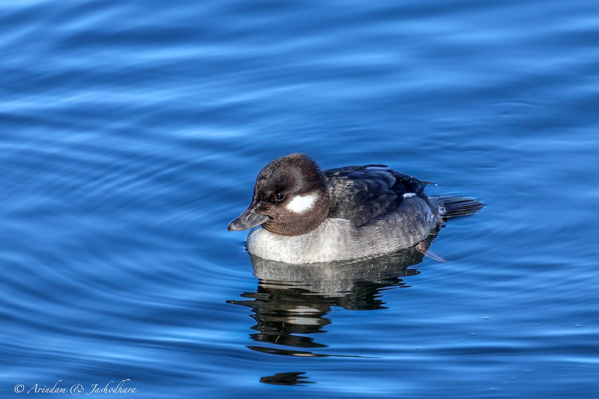 hohol bělavý - ML631129394