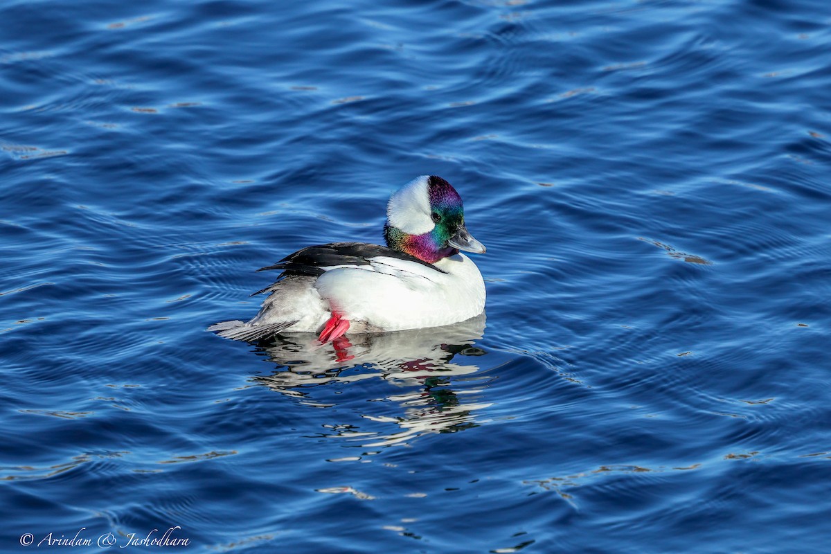 hohol bělavý - ML631129395