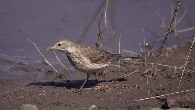 American Pipit - ML631129749