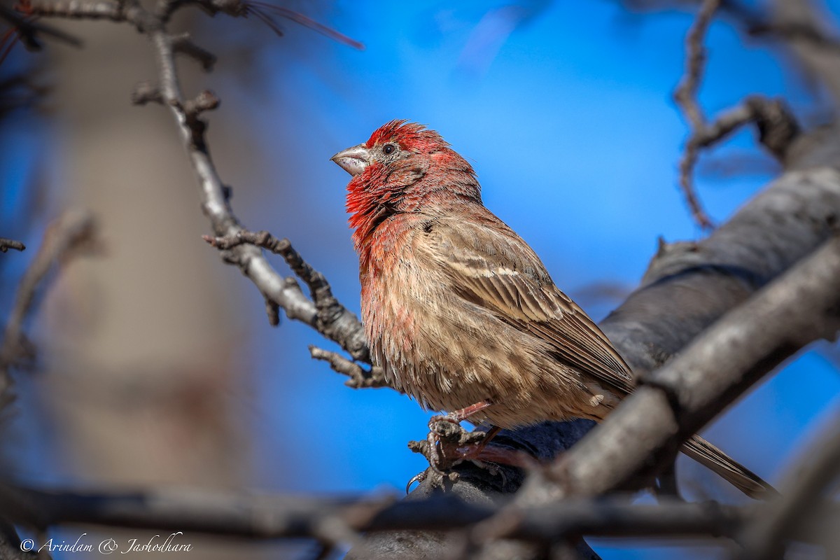 hýl rudoprsý - ML631130050