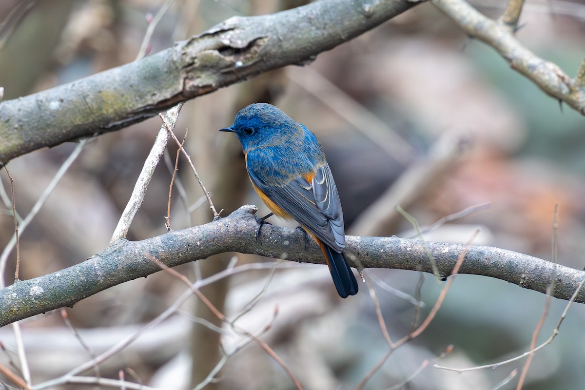 Blue-fronted Redstart - ML631130162