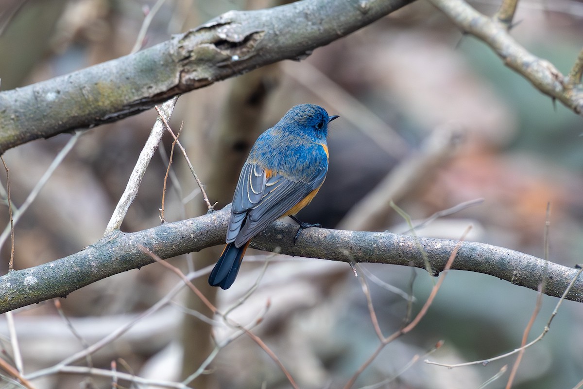 Blue-fronted Redstart - ML631130163