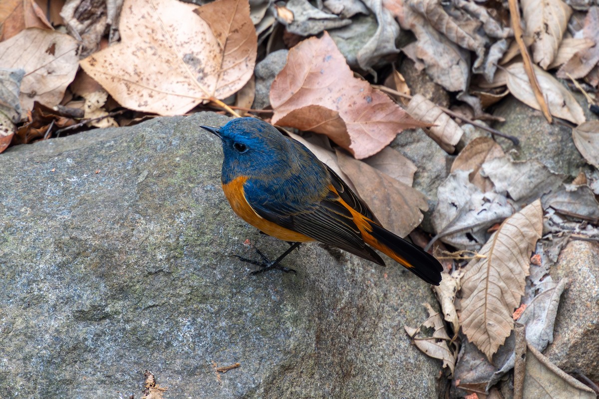 Blue-fronted Redstart - ML631130164