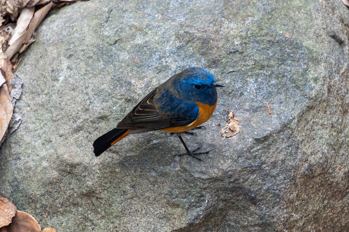 Blue-fronted Redstart - ML631130165