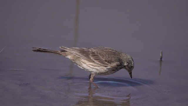 American Pipit - ML631130215