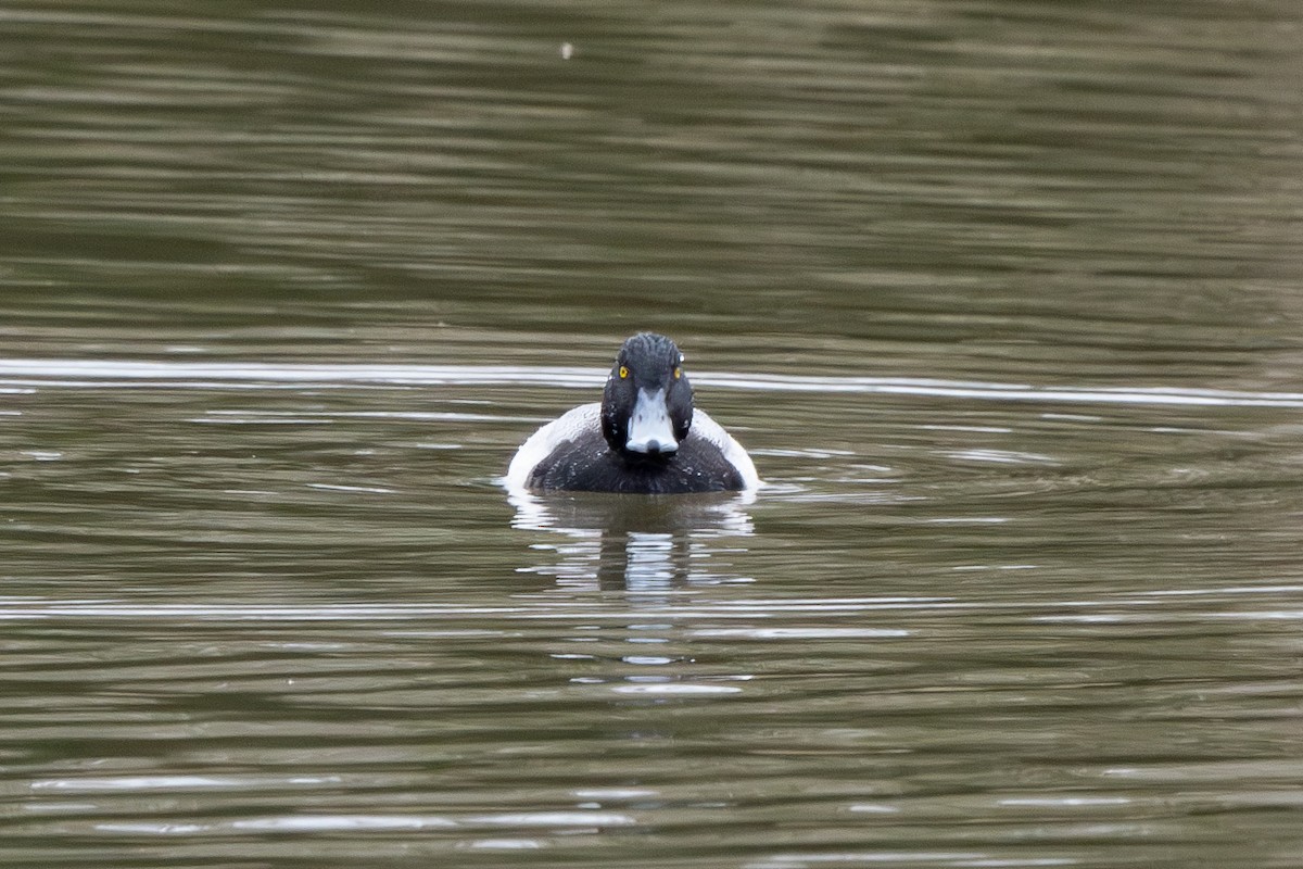 Lesser Scaup - ML631130247