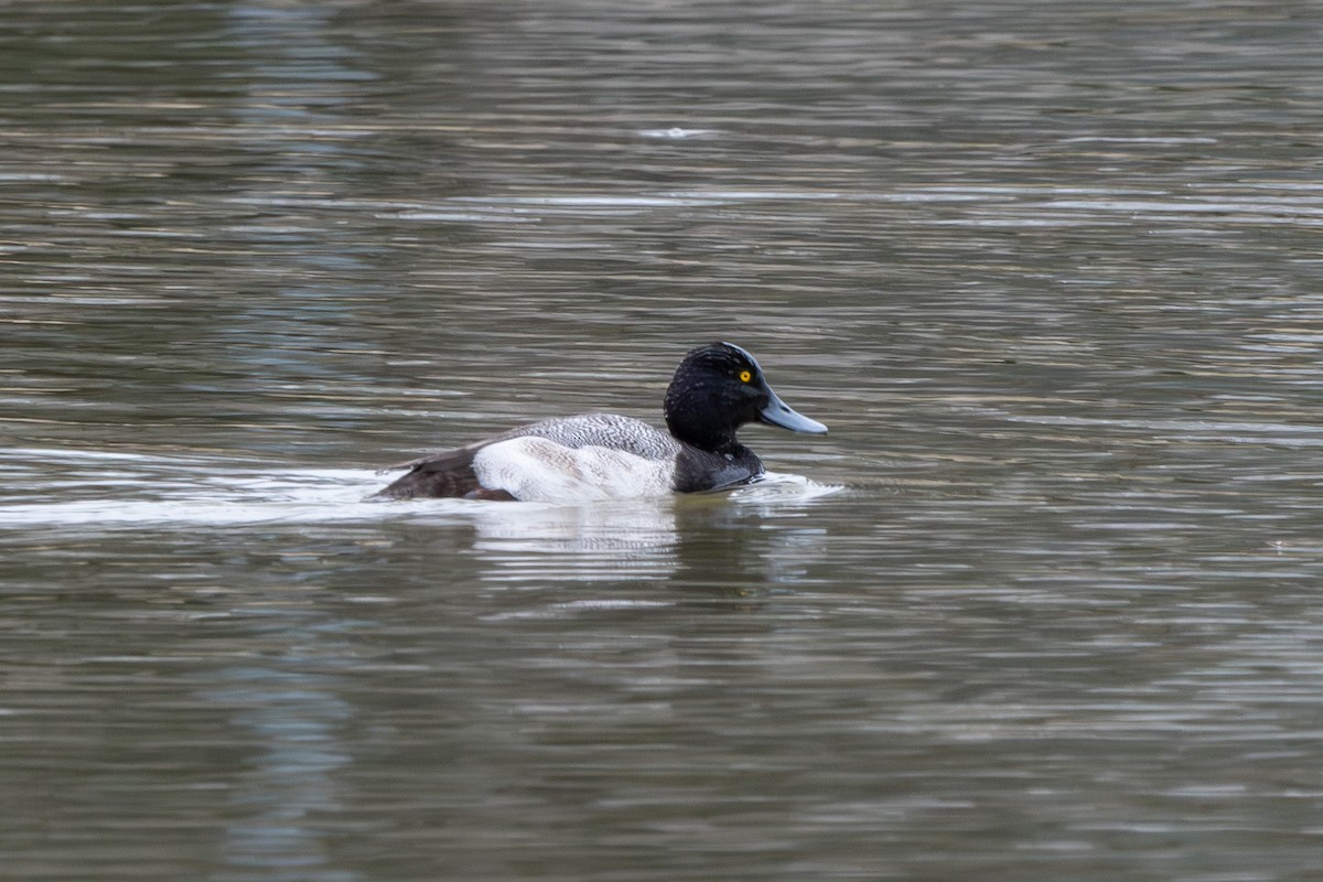Lesser Scaup - ML631130248