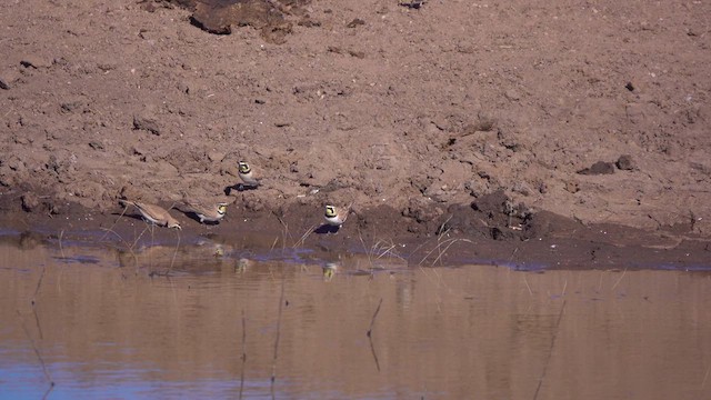 Horned Lark - ML631130280