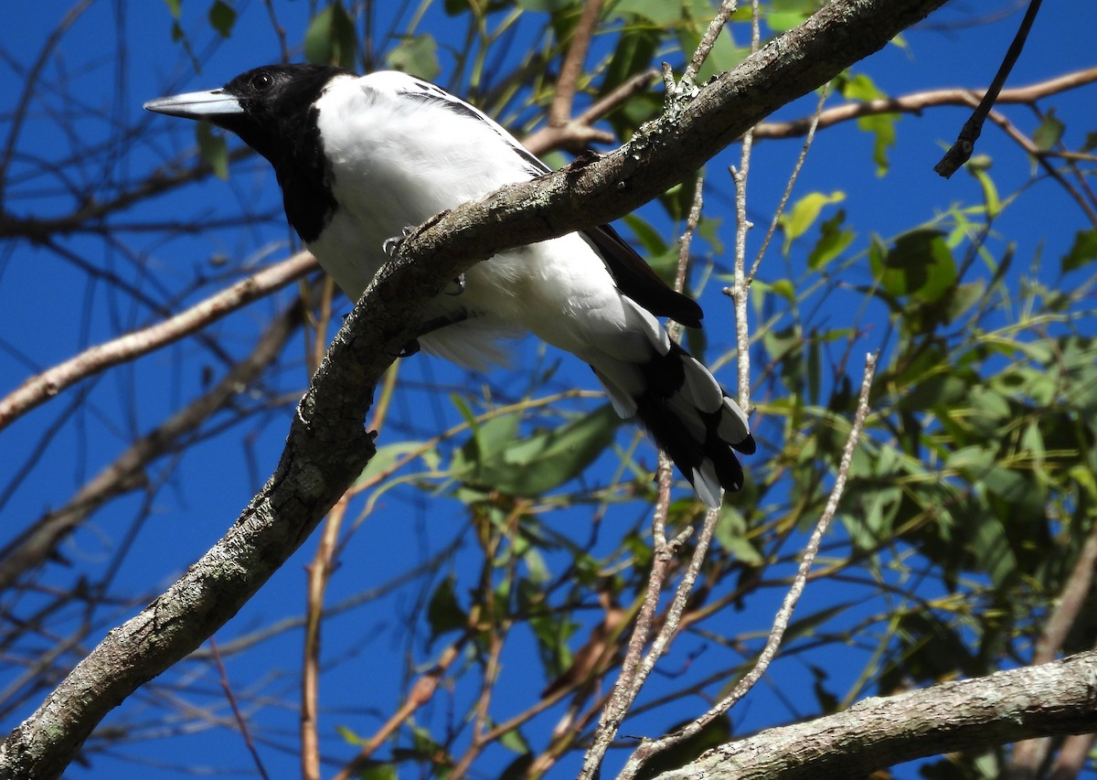 Pied Butcherbird - ML631130634