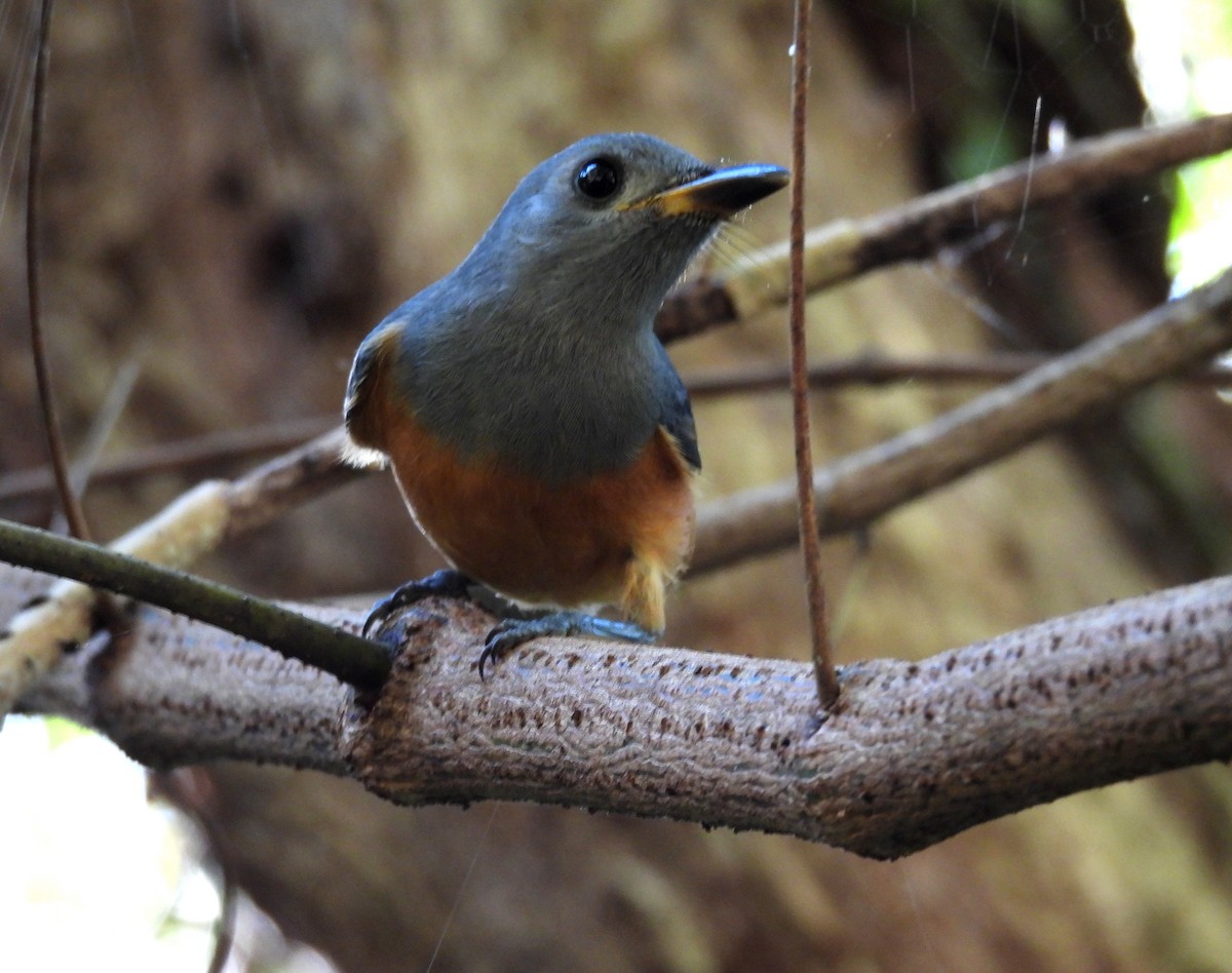 Black-faced Monarch - ML631130818