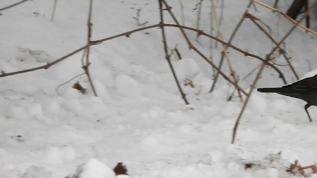 Rusty Blackbird - ML631130929