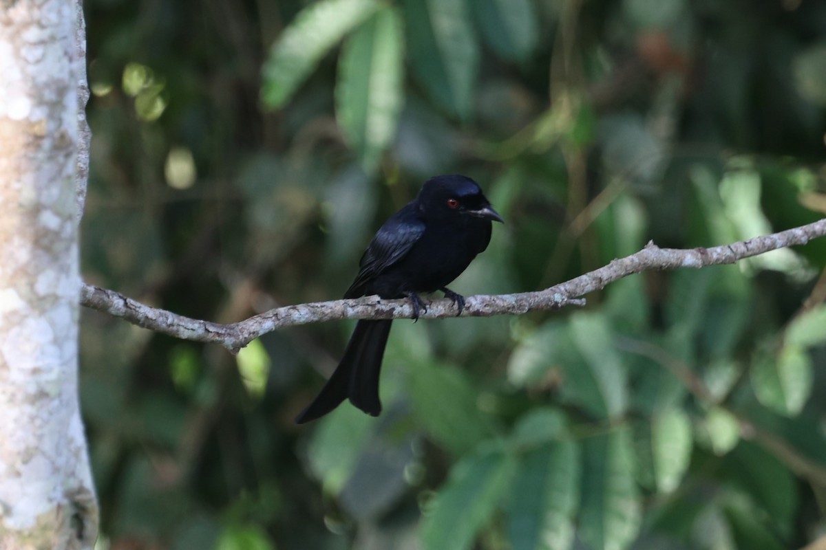 Drongo Modesto (atactus) - ML631131291
