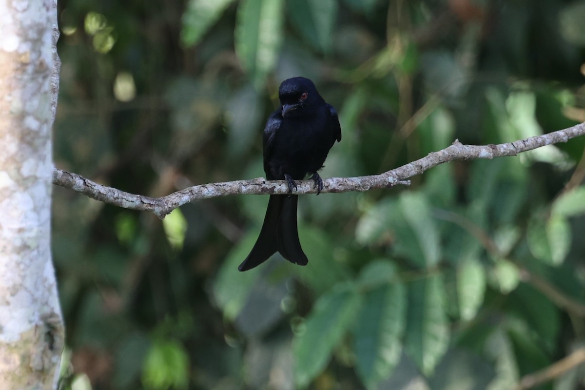 Drongo Modesto (atactus) - ML631131293