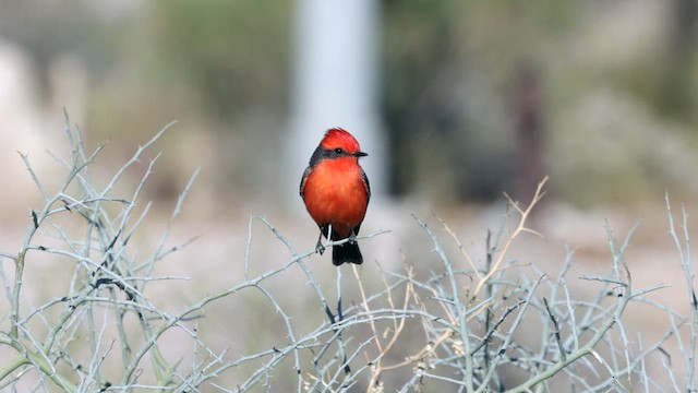 Vermilion Flycatcher - ML631131426