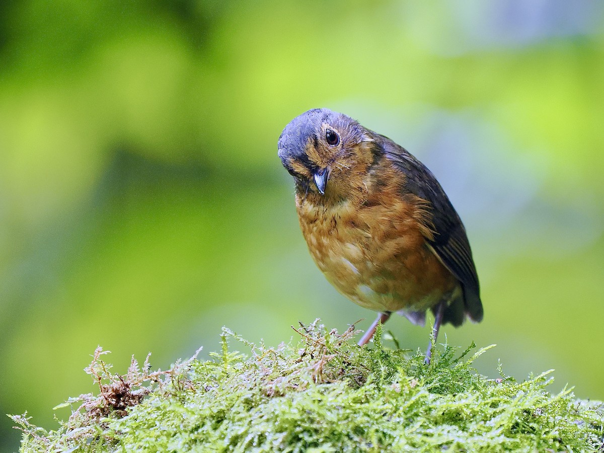 Slate-crowned Antpitta (Slate-crowned) - ML631131469