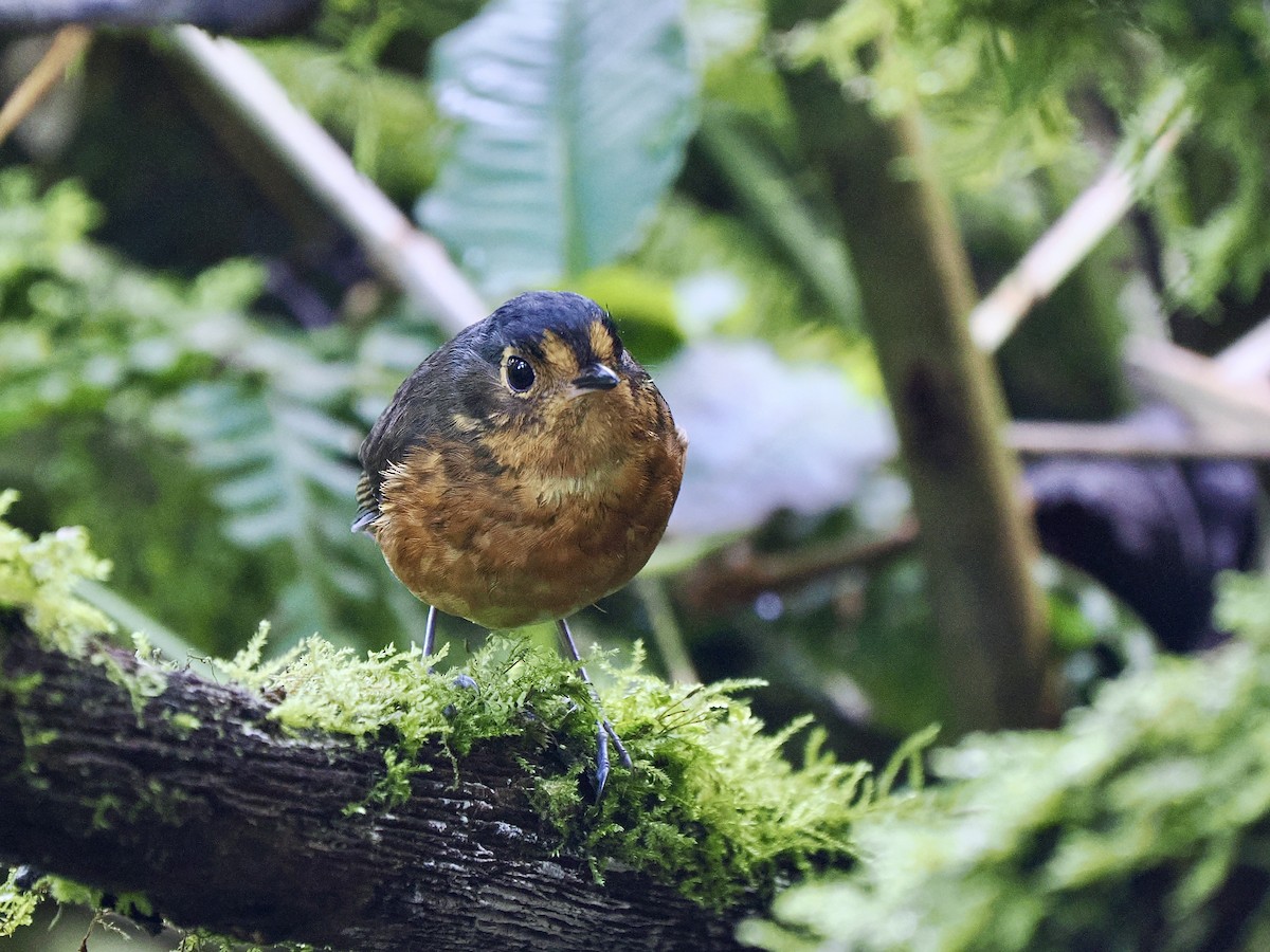 Slate-crowned Antpitta (Slate-crowned) - ML631131515